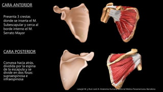 CARA POSTERIOR
Convexa hacía atrás,
dividida por la espina
de la escapula y se
divide en dos fosas:
supraespinosa e
infraespinosa
CARA ANTERIOR
Presenta 3 crestas
donde se inserta el M.
Subescapular y cerca al
borde interno el M.
Serrato Mayor
Latarjet M. y Ruíz Liard A. Anatomía Humana. Editorial Médica Panamericana. Barcelona
 