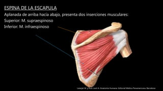 ESPINA DE LA ESCAPULA
Aplanada de arriba hacía abajo, presenta dos inserciones musculares:
Superior: M. supraespinoso
Inferior: M. infraespinoso
Latarjet M. y Ruíz Liard A. Anatomía Humana. Editorial Médica Panamericana. Barcelona
 