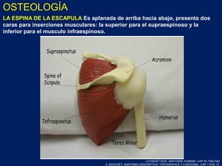 LA ESPINA DE LA ESCAPULA Es aplanada de arriba hacia abajo, presenta dos
caras para inserciones musculares: la superior para el supraespinoso y la
inferior para el musculo infraespinoso.
LATARJET RUIZ. ANATOMIA HUMANA. CAP 54. PAG 520
A. BOUCHET. ANATOMIA DESCRIPTIVA, TOPOGRAFICA Y FUNCIONAL. CAP 1.PAG 12.
OSTEOLOGÍA
 