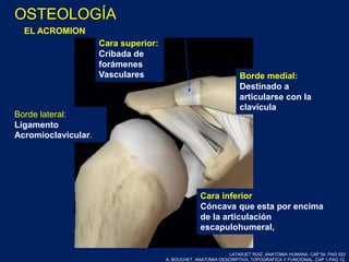 EL ACROMION
LATARJET RUIZ. ANATOMIA HUMANA. CAP 54. PAG 520
A. BOUCHET. ANATOMIA DESCRIPTIVA, TOPOGRAFICA Y FUNCIONAL. CAP 1.PAG 12.
OSTEOLOGÍA
Cara superior:
Cribada de
forámenes
Vasculares
Cara inferior
Cóncava que esta por encima
de la articulación
escapulohumeral,
Borde medial:
Destinado a
articularse con la
clavícula
Borde lateral:
Ligamento
Acromioclavicular.
 