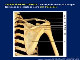 c) BORDE SUPERIOR O CERVICAL: Termina por la incisura de la escapula
donde en su borde medial se inserta el m. Omohioideo.
LATARJET RUIZ. ANATOMIA HUMANA. CAP 54. PAG 520
A. BOUCHET. ANATOMIA DESCRIPTIVA, TOPOGRAFICA Y FUNCIONAL. CAP 1.PAG 12.
 