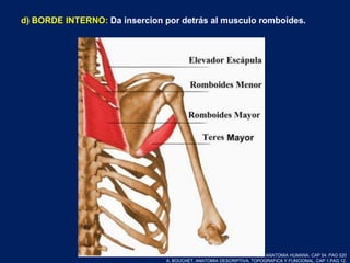 d) BORDE INTERNO: Da insercion por detrás al musculo romboides.
LATARJET RUIZ. ANATOMIA HUMANA. CAP 54. PAG 520
A. BOUCHET. ANATOMIA DESCRIPTIVA, TOPOGRAFICA Y FUNCIONAL. CAP 1.PAG 12.
 