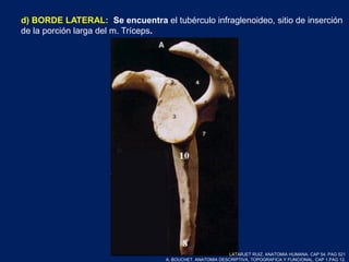 d) BORDE LATERAL: Se encuentra el tubérculo infraglenoideo, sitio de inserción
de la porción larga del m. Tríceps.
LATARJET RUIZ. ANATOMIA HUMANA. CAP 54. PAG 521
A. BOUCHET. ANATOMIA DESCRIPTIVA, TOPOGRAFICA Y FUNCIONAL. CAP 1.PAG 12.
 