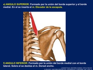 e) ANGULO SUPERIOR: Formado por la unión del borde superior y el borde
medial. En el se inserta el m. Elevador de la escapula.
f) ANGULO INFERIOR: Formado por la unión del borde medial con el borde
lateral. Sobre el se desliza el m. Dorsal ancho.
LATARJET RUIZ. ANATOMIA HUMANA. CAP 54. PAG 521
A. BOUCHET. ANATOMIA DESCRIPTIVA, TOPOGRAFICA Y FUNCIONAL. CAP 1.PAG 12.
 