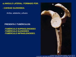e) ANGULO LATERAL: FORMADO POR:
- CAVIDAD GLENOIDEA:
PRESENTA 3 TUBÉRCULOS:
-TUBÉRCULO SUPRAGLENOIDEO
-TUBÉRCULO GLENOIDEO
-TUBÉRCULO INFRAGLENOIDEO.
Arriba, adelante y afuera
LATARJET RUIZ. ANATOMIA HUMANA. CAP 54. PAG 521
A. BOUCHET. ANATOMIA DESCRIPTIVA, TOPOGRAFICA Y FUNCIONAL. CAP 1.PAG 12.
 