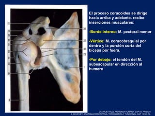 El proceso coracoides se dirige
hacia arriba y adelante. recibe
inserciones musculares:
-Borde interno: M. pectoral menor
-Vértice: M. coracobraquial por
dentro y la porción corta del
bíceps por fuera.
-Por debajo: el tendón del M.
subescapular en dirección al
humero
LATARJET RUIZ. ANATOMIA HUMANA. CAP 54. PAG 521
A. BOUCHET. ANATOMIA DESCRIPTIVA, TOPOGRAFICA Y FUNCIONAL. CAP 1.PAG 12.
 