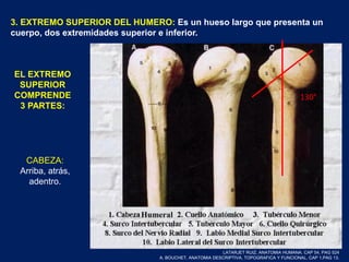 3. EXTREMO SUPERIOR DEL HUMERO: Es un hueso largo que presenta un
cuerpo, dos extremidades superior e inferior.
EL EXTREMO
SUPERIOR
COMPRENDE
3 PARTES:
130°
CABEZA:
Arriba, atrás,
adentro.
LATARJET RUIZ. ANATOMIA HUMANA. CAP 54. PAG 524
A. BOUCHET. ANATOMIA DESCRIPTIVA, TOPOGRAFICA Y FUNCIONAL. CAP 1.PAG 13.
 