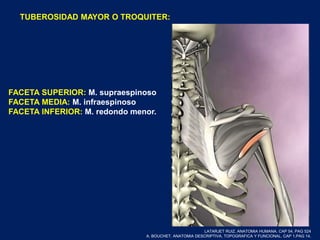 TUBEROSIDAD MAYOR O TROQUITER:
FACETA SUPERIOR: M. supraespinoso
FACETA MEDIA: M. infraespinoso
FACETA INFERIOR: M. redondo menor.
LATARJET RUIZ. ANATOMIA HUMANA. CAP 54. PAG 524
A. BOUCHET. ANATOMIA DESCRIPTIVA, TOPOGRAFICA Y FUNCIONAL. CAP 1.PAG 14.
 