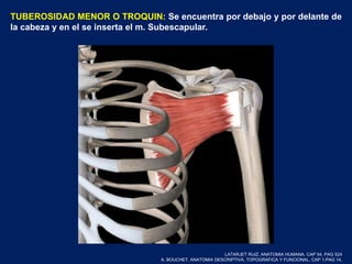TUBEROSIDAD MENOR O TROQUIN: Se encuentra por debajo y por delante de
la cabeza y en el se inserta el m. Subescapular.
LATARJET RUIZ. ANATOMIA HUMANA. CAP 54. PAG 524
A. BOUCHET. ANATOMIA DESCRIPTIVA, TOPOGRAFICA Y FUNCIONAL. CAP 1.PAG 14.
 