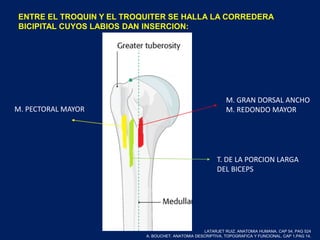ENTRE EL TROQUIN Y EL TROQUITER SE HALLA LA CORREDERA
BICIPITAL CUYOS LABIOS DAN INSERCION:
M. GRAN DORSAL ANCHO
M. REDONDO MAYOR
T. DE LA PORCION LARGA
DEL BICEPS
M. PECTORAL MAYOR
LATARJET RUIZ. ANATOMIA HUMANA. CAP 54. PAG 524
A. BOUCHET. ANATOMIA DESCRIPTIVA, TOPOGRAFICA Y FUNCIONAL. CAP 1.PAG 14.
 