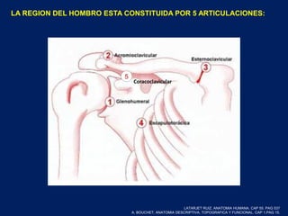 LA REGION DEL HOMBRO ESTA CONSTITUIDA POR 5 ARTICULACIONES:
5
Coracoclavicular
LATARJET RUIZ. ANATOMIA HUMANA. CAP 55. PAG 537
A. BOUCHET. ANATOMIA DESCRIPTIVA, TOPOGRAFICA Y FUNCIONAL. CAP 1.PAG 15.
 