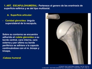 1. ART. ESCAPULOHUMERAL: Pertenece al genero de las enartrosis de
superficie esférica y es del tipo multiaxial.
A. Superficie articular:
- Cavidad glenoidea: ángulo
superolateral de la escapula.
Sobre su contorno se encuentra
adherido el rodete glenoideo a su
borde central, cara interna, cara
externa y por ultimo su borde
periférico se adhiere a la capsula
continuándose con el m. bíceps y
tríceps.
-Cabeza humeral
LATARJET RUIZ. ANATOMIA HUMANA. CAP 55. PAG 541
A. BOUCHET. ANATOMIA DESCRIPTIVA, TOPOGRAFICA Y FUNCIONAL. CAP 1.PAG 16.
 