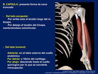 B. CAPSULA: presenta forma de cono
truncado
- Del lado escapular:
Por arriba esta el tendón largo del m.
bíceps.
Por debajo al tendón del tríceps,
manteniéndose extrarticular.
- Del lado humeral:
Adelante: en el labio externo del cuello
anatómico
Por detrás: a 10mm del cartílago.
Por abajo: desciende hasta el cuello
quirúrgico por lo que se convierte
intracapsular.
LATARJET RUIZ. ANATOMIA HUMANA. CAP 55. PAG 542
A. BOUCHET. ANATOMIA DESCRIPTIVA, TOPOGRAFICA Y FUNCIONAL. CAP 1.PAG 16.
 