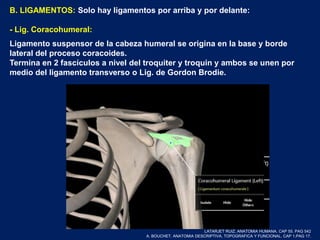 B. LIGAMENTOS: Solo hay ligamentos por arriba y por delante:
- Lig. Coracohumeral:
Ligamento suspensor de la cabeza humeral se origina en la base y borde
lateral del proceso coracoides.
Termina en 2 fascículos a nivel del troquiter y troquin y ambos se unen por
medio del ligamento transverso o Lig. de Gordon Brodie.
LATARJET RUIZ. ANATOMIA HUMANA. CAP 55. PAG 542
A. BOUCHET. ANATOMIA DESCRIPTIVA, TOPOGRAFICA Y FUNCIONAL. CAP 1.PAG 17.
 