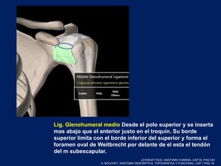 Lig. Glenohumeral medio Desde el polo superior y se inserta
mas abajo que el anterior justo en el troquin. Su borde
superior limita con el borde inferior del superior y forma el
foramen oval de Weitbrecht por delante de el esta el tendón
del m subescapular.
LATARJET RUIZ. ANATOMIA HUMANA. CAP 55. PAG 543
A. BOUCHET. ANATOMIA DESCRIPTIVA, TOPOGRAFICA Y FUNCIONAL. CAP 1.PAG 18.
 