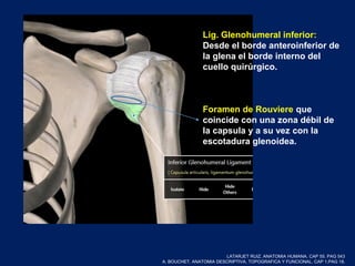 Lig. Glenohumeral inferior:
Desde el borde anteroinferior de
la glena el borde interno del
cuello quirúrgico.
Foramen de Rouviere que
coincide con una zona débil de
la capsula y a su vez con la
escotadura glenoidea.
LATARJET RUIZ. ANATOMIA HUMANA. CAP 55. PAG 543
A. BOUCHET. ANATOMIA DESCRIPTIVA, TOPOGRAFICA Y FUNCIONAL. CAP 1.PAG 18.
 