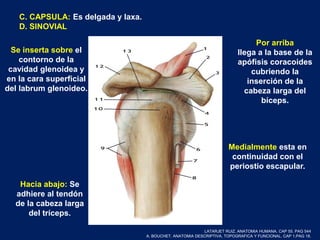 C. CAPSULA: Es delgada y laxa.
D. SINOVIAL
Se inserta sobre el
contorno de la
cavidad glenoidea y
en la cara superficial
del labrum glenoideo.
Medialmente esta en
continuidad con el
periostio escapular.
Por arriba
llega a la base de la
apófisis coracoides
cubriendo la
inserción de la
cabeza larga del
bíceps.
Hacia abajo: Se
adhiere al tendón
de la cabeza larga
del tríceps.
LATARJET RUIZ. ANATOMIA HUMANA. CAP 55. PAG 544
A. BOUCHET. ANATOMIA DESCRIPTIVA, TOPOGRAFICA Y FUNCIONAL. CAP 1.PAG 18.
 