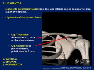 B. LIGAMENTOS:
- Ligamento acromioclavicular: Son dos, uno inferior que es delgado y el otro
superior y potente.
- Ligamentos Coracoclaviculares:
• Lig. Trapezoide:
Anteroexterno, hacia
arriba y hacia afuera
• Lig. Conoideo: Es
posterointerno,
prácticamente frontal
C. CAPSULA
D. SINOVIAL
E. MOVIMIENTOS
LATARJET RUIZ. ANATOMIA HUMANA. CAP 55. PAG 544
A. BOUCHET. ANATOMIA DESCRIPTIVA, TOPOGRAFICA Y FUNCIONAL. CAP 1.PAG 15.
 