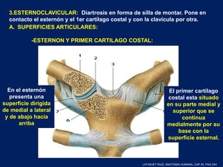 3.ESTERNOCLAVICULAR: Diartrosis en forma de silla de montar. Pone en
contacto el esternón y el 1er cartílago costal y con la clavícula por otra.
A. SUPERFICIES ARTICULARES:
-ESTERNON Y PRIMER CARTILAGO COSTAL:
En el esternón
presenta una
superficie dirigida
de medial a lateral
y de abajo hacia
arriba
El primer cartílago
costal esta situado
en su parte medial y
superior que se
continua
medialmente por su
base con la
superficie esternal.
LATARJET RUIZ. ANATOMIA HUMANA. CAP 55. PAG 544
 
