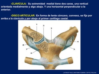 -CLAVICULA: Su extremidad medial tiene dos caras, una vertical
orientada medialmente y algo abajo. Y una horizontal perpendicular a la
anterior.
-DISCO ARTICULAR: En forma de lente cóncavo, convexo, se fija por
arriba a la clavícula y por abajo al primer cartílago costal.
LATARJET RUIZ. ANATOMIA HUMANA. CAP 55. PAG 544
 
