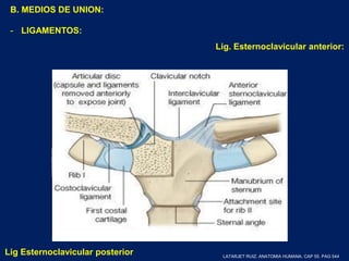 B. MEDIOS DE UNION:
- LIGAMENTOS:
Lig. Esternoclavicular anterior:
Lig Esternoclavicular posterior
Lig. Superior o interclavicular
Lig. Condrocostoclavicular
LATARJET RUIZ. ANATOMIA HUMANA. CAP 55. PAG 544
 