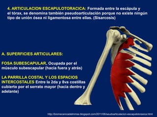 4. ARTICULACION ESCAPULOTORACICA: Formada entre la escápula y
el tórax, se denomina también pseudoarticulación porque no existe ningún
tipo de unión ósea ni ligamentosa entre ellas. (Sisarcosis)
A. SUPERFICIES ARTICULARES:
FOSA SUBESCAPULAR, Ocupada por el
músculo subescapular (hacia fuera y atrás)
LA PARRILLA COSTAL Y LOS ESPACIOS
INTERCOSTALES Entre la 2da y 8va costillas
cubierto por el serrato mayor (hacia dentro y
adelante)
http://biomecanicadelmmss.blogspot.com/2011/06/seudoarticulacion-escapulotoraxica.html
 