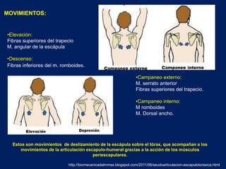 MOVIMIENTOS:
•Elevación:
Fibras superiores del trapecio
M. angular de la escápula
•Descenso:
Fibras inferiores del m. romboides.
•Campaneo externo:
M. serrato anterior
Fibras superiores del trapecio.
•Campaneo interno:
M romboides
M. Dorsal ancho.
Estos son movimientos de deslizamiento de la escápula sobre el tórax, que acompañan a los
movimientos de la articulación escapulo-humeral gracias a la acción de los músculos
periescapulares.
http://biomecanicadelmmss.blogspot.com/2011/06/seudoarticulacion-escapulotoraxica.html
 