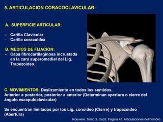 5. ARTICULACION CORACOCLAVICULAR:
A. SUPERFICIE ARTICULAR:
- Carilla Clavicular
- Carilla coracoidea
B. MEDIOS DE FIJACION:
- Capa fibrocartilaginosa incrustada
en la cara superomedial del Lig.
Trapezoideo.
Rouviere. Tomo 3. Cap2. Pagina 45. Articulaciones del hombro.
C. MOVIMIENTOS: Deslizamiento en todos los sentidos.
Anterior a posterior, posterior a anterior (Determinan apertura o cierre del
ángulo escapuloclavicular)
Se encuentran limitados por los Lig. conoideo (Cierre) y trapezoideo
(Abertura)
 