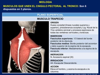 MIOLOGIA
MUSCULOS QUE UNEN EL CINGULO PECTORAL AL TRONCO: Son 6
dispuestos en 3 planos.
PLANO SUPERFICIAL
MUSCULO TRAPECIO
ORIGEN
Hueso occipital (líneas nucales suprema y
superior), protuberancia occipital y Lig. Nucal de la
7ma vertebra cervical y procesos espinosos de
todas las vertebras cervicales y torácicas.
INSERCION
Fascículos superiores: 1/3 lateral del borde
posterior de la clavicula.
Fascículos medios: Borde posterior del acromion
y labio superior de la espina de la escapula.
Fascículo inferior: Medialmente a la espina de la
escapula.
INERVACION
N. Accesorio espinal (XI)
IRRIGACION
Art. Escapular Descendente.
ACCION
Eleva el hombro, y acerca la escapula a la
columna.
LATARJET RUIZ. ANATOMIA HUMANA. CAP 56. PAG 548
 