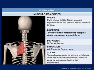 PLANO MEDIO
MUSCULO ROMBOIDES
ORIGEN
Parte inferior del Lig. Nucal, procesos
espinosos de la 7ma cervical a la 6ta vertebra
torácica.
INSERCION
Borde espinal o medial de la escapula,
desde la espina al angulo inferior
INERVACION
N. Del romboideo.
IRRIGACION
Art. Escapular Descendente.
ACCION
Tomando como punto de apoyo a la columna,
atrae a la escapula medialmente, y lleva la
punta de la escapula hacia arriba y
medialmente.
LATARJET RUIZ. ANATOMIA HUMANA. CAP 55. PAG 549
 