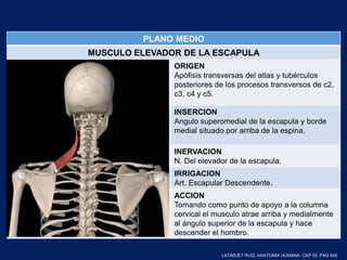 PLANO MEDIO
MUSCULO ELEVADOR DE LA ESCAPULA
ORIGEN
Apófisis transversas del atlas y tubérculos
posteriores de los procesos transversos de c2,
c3, c4 y c5.
INSERCION
Angulo superomedial de la escapula y borde
medial situado por arriba de la espina.
INERVACION
N. Del elevador de la escapula.
IRRIGACION
Art. Escapular Descendente.
ACCION
Tomando como punto de apoyo a la columna
cervical el musculo atrae arriba y medialmente
al ángulo superior de la escapula y hace
descender el hombro.
LATARJET RUIZ. ANATOMIA HUMANA. CAP 55. PAG 549
 