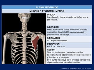 PLANO PROFUNDO
MUSCULO PECTORAL MENOR
ORIGEN
Cara lateral y borde superior de la 3ra, 4ta,y
5ta costilla.
INSERCION
Mitad anterior del borde medial del proceso
coracoideo. Medial al M. coracobraquial y
porción corta del bíceps.
INERVACION
N. Del pectoral menor.
IRRIGACION
Art. Toracoacromial.
ACCION
Si el punto de apoyo es en las costillas,
tracciona hacia adelante el proceso coracoideo
y desciende la escapula.
Si el punto de apoyo es el proceso coracoideo,
el pectoral menor eleva las costillas.
LATARJET RUIZ. ANATOMIA HUMANA. CAP 55. PAG 552
 
