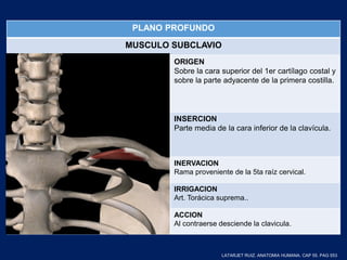 PLANO PROFUNDO
MUSCULO SUBCLAVIO
ORIGEN
Sobre la cara superior del 1er cartílago costal y
sobre la parte adyacente de la primera costilla.
INSERCION
Parte media de la cara inferior de la clavícula.
INERVACION
Rama proveniente de la 5ta raíz cervical.
IRRIGACION
Art. Torácica suprema..
ACCION
Al contraerse desciende la clavicula.
LATARJET RUIZ. ANATOMIA HUMANA. CAP 55. PAG 553
 