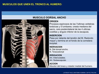 MUSCULOS QUE UNEN EL TRONCO AL HUMERO:
MUSCULO DORSAL ANCHO
ORIGEN
Procesos espinosos de las 7ultimas vertebras
torácicas y 5 lumbares; cresta mediana del
sacro, cara posterolateral de las 4 ultimas
costillas y ángulo inferior de la escapula.
INSERCION
Pasa por delante del tendón del M. Redondo
mayor y termina en el fondo de la corredera
bicipital.
INERVACION
N. Del dorsal ancho.
N. Toracodorsal
IRRIGACION
Art. Intercostales.
Art. Subescapular.
ACCION
Aductor del brazo y rotador medial del humero.
LATARJET RUIZ. ANATOMIA HUMANA. CAP 55. PAG 554
 