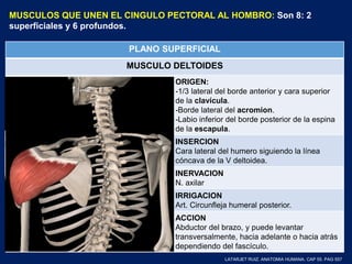 MUSCULOS QUE UNEN EL CINGULO PECTORAL AL HOMBRO: Son 8: 2
superficiales y 6 profundos.
PLANO SUPERFICIAL
MUSCULO DELTOIDES
ORIGEN:
-1/3 lateral del borde anterior y cara superior
de la clavícula.
-Borde lateral del acromion.
-Labio inferior del borde posterior de la espina
de la escapula.
INSERCION
Cara lateral del humero siguiendo la línea
cóncava de la V deltoidea.
INERVACION
N. axilar
IRRIGACION
Art. Circunfleja humeral posterior.
ACCION
Abductor del brazo, y puede levantar
transversalmente, hacia adelante o hacia atrás
dependiendo del fascículo.
LATARJET RUIZ. ANATOMIA HUMANA. CAP 55. PAG 557
 