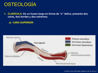 1. CLAVICULA: Es un hueso largo en forma de “s” italica, presenta dos
caras, dos bordes y dos extremos.
a) CARA SUPERIOR:
LATARJET RUIZ. ANATOMIA HUMANA. CAP 54. PAG 471.
OSTEOLOGÍA
 