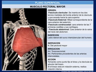 PLANO SUPERFICIAL
MUSCULO PECTORAL MAYOR
ORIGEN:
-Fascículo clavicular: Se inserta en los dos
tercios mediales del borde anterior de la clavícula
y que excede hacia la cara superior.
-Fascículo Esternal: Mitad correspondiente de la
cara anterior del esternón.
-Fascículo condrocostal: cara anterior de las 7
primeras costillas y sus cartílagos.
- Fascículo abdominal: Cara anterior de la vaina
del recto del abdomen.
INSERCION
Labio lateral del surco intertubercular del humero.
INERVACION
N. Del pectoral mayor
IRRIGACION
Art. Toracoacromial.
Art. Perforantes procedentes de las arterias
intercostales.
ACCION
Tomando como punto fijo el tórax y la clavícula es
aductor del brazo.
Si el brazo esta en rotación externa, realiza
rotación interna.
LATARJET RUIZ. ANATOMIA HUMANA. CAP 55. PAG 558
 