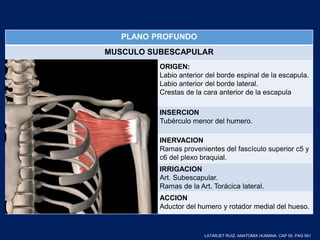 PLANO PROFUNDO
MUSCULO SUBESCAPULAR
ORIGEN:
Labio anterior del borde espinal de la escapula.
Labio anterior del borde lateral.
Crestas de la cara anterior de la escapula
INSERCION
Tubérculo menor del humero.
INERVACION
Ramas provenientes del fascículo superior c5 y
c6 del plexo braquial.
IRRIGACION
Art. Subescapular.
Ramas de la Art. Torácica lateral.
ACCION
Aductor del humero y rotador medial del hueso.
LATARJET RUIZ. ANATOMIA HUMANA. CAP 55. PAG 561
 