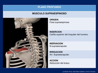 PLANO PROFUNDO
MUSCULO SUPRAESPINOSO
ORIGEN:
Fosa supraespinosa
INSERCION
Carilla superior del troquiter del humero.
INERVACION
N.supraescapular.
IRRIGACION
Art. Supraescapular.
ACCION
Abducción del brazo.
LATARJET RUIZ. ANATOMIA HUMANA. CAP 55. PAG 562
 