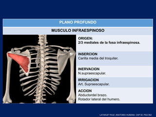 PLANO PROFUNDO
MUSCULO INFRAESPINOSO
ORIGEN:
2/3 mediales de la fosa infraespinosa.
INSERCION
Carilla media del troquiter.
INERVACION
N.supraescapular.
IRRIGACION
Art. Supraescapular.
ACCION
Abductordel brazo.
Rotador lateral del humero.
LATARJET RUIZ. ANATOMIA HUMANA. CAP 55. PAG 562
 