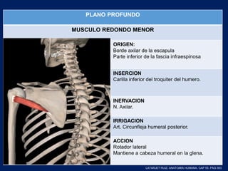PLANO PROFUNDO
MUSCULO REDONDO MENOR
ORIGEN:
Borde axilar de la escapula
Parte inferior de la fascia infraespinosa
INSERCION
Carilla inferior del troquiter del humero.
INERVACION
N. Axilar.
IRRIGACION
Art. Circunfleja humeral posterior.
ACCION
Rotador lateral
Mantiene a cabeza humeral en la glena.
LATARJET RUIZ. ANATOMIA HUMANA. CAP 55. PAG 563
 