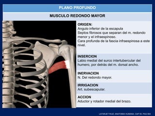 PLANO PROFUNDO
MUSCULO REDONDO MAYOR
ORIGEN:
Angulo inferior de la escapula
Septos fibrosos que separan del m. redondo
menor y el infraespinoso.
Cara profunda de la fascia infraespinosa a este
nivel.
INSERCION
Labio medial del surco intertubercular del
humero, por detrás del m. dorsal ancho.
INERVACION
N. Del redondo mayor.
IRRIGACION
Art. subescapular.
ACCION
Aductor y rotador medial del brazo.
LATARJET RUIZ. ANATOMIA HUMANA. CAP 55. PAG 564
 