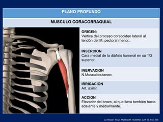 PLANO PROFUNDO
MUSCULO CORACOBRAQUIAL
ORIGEN:
Vértice del proceso coracoideo lateral al
tendón del M. pectoral menor..
INSERCION
Cara medial de la diáfisis humeral en su 1/3
superior.
INERVACION
N.Musculocutaneo
IRRIGACION
Art. axilar.
ACCION
Elevador del brazo, al que lleva también hacia
adelante y medialmente.
LATARJET RUIZ. ANATOMIA HUMANA. CAP 55. PAG 565
 