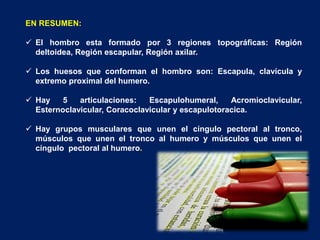 EN RESUMEN:
 El hombro esta formado por 3 regiones topográficas: Región
deltoidea, Región escapular, Región axilar.
 Los huesos que conforman el hombro son: Escapula, clavícula y
extremo proximal del humero.
 Hay 5 articulaciones: Escapulohumeral, Acromioclavicular,
Esternoclavicular, Coracoclavicular y escapulotoracica.
 Hay grupos musculares que unen el cíngulo pectoral al tronco,
músculos que unen el tronco al humero y músculos que unen el
cíngulo pectoral al humero.
 