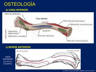 b) CARA INFERIOR:
c) BORDE ANTERIOR:
VISTA
SUPERIOR
(CLAVICULA
IZQUIERDA)
LATARJET RUIZ. ANATOMIA HUMANA. CAP 54. PAG 471.
OSTEOLOGÍA
 