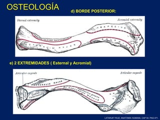 d) BORDE POSTERIOR:
e) 2 EXTREMIDADES ( Esternal y Acromial)
LATARJET RUIZ. ANATOMIA HUMANA. CAP 54. PAG 471.
OSTEOLOGÍA
 