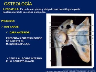 2. ESCAPULA: Es un hueso plano y delgado que constituye la parte
posterolateral de la cintura escapular.
PRESENTA:
 DOS CARAS:
 CARA ANTERIOR:
PRESENTA 3 CRESTAS DONDE
SE INSERTA EL
M. SUBESCAPULAR.
Y CERCA AL BORDE INTERNO
EL M. SERRATO MAYOR.
LATARJET RUIZ. ANATOMIA HUMANA. CAP 54. PAG 519
A. BOUCHET. ANATOMIA DESCRIPTIVA, TOPOGRAFICA Y FUNCIONAL. CAP 1.PAG 11.
OSTEOLOGÍA
 
