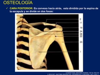  CARA POSTERIOR: Es convexa hacia atrás, esta dividida por la espina de
la escapula y se divide en dos fosas:
LATARJET RUIZ. ANATOMIA HUMANA. CAP 54. PAG 519
A. BOUCHET. ANATOMIA DESCRIPTIVA, TOPOGRAFICA Y FUNCIONAL. CAP 1.PAG 11.
OSTEOLOGÍA
 