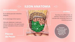 ANATOMIA DE INTESTINO DELGADO Y GRUESO Ari Y Mariana 2 2 pptx anatomia-de-intestino-delgado-y-grueso-ari-y-mariana-2-2-pptx