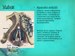 Anatomia Del Aparato Reproductor Fem PPT anatomia-del-aparato-reproductor-fem-ppt